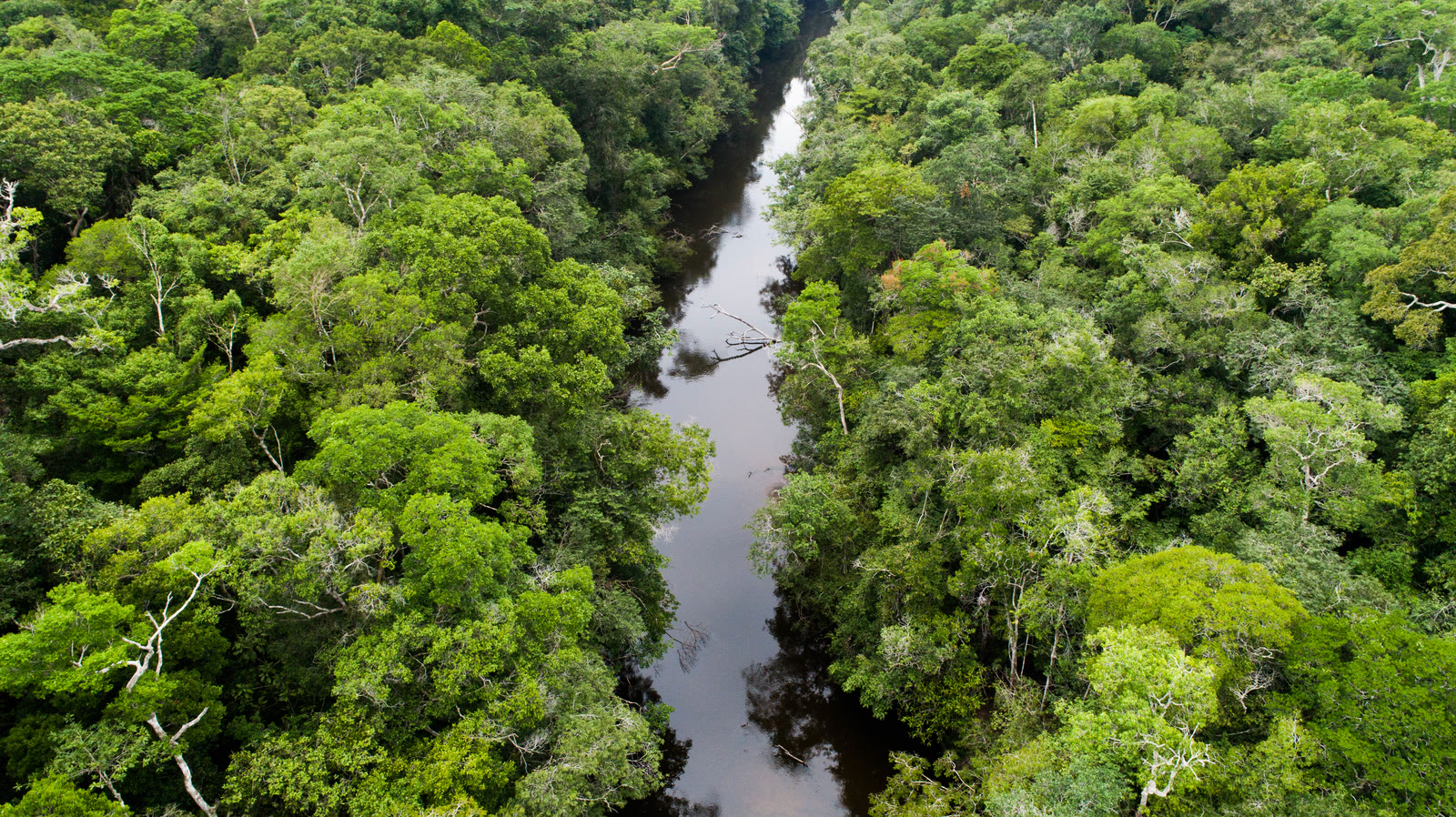 Vista aérea de drone do rio cercado pela mata preservada da Manoa