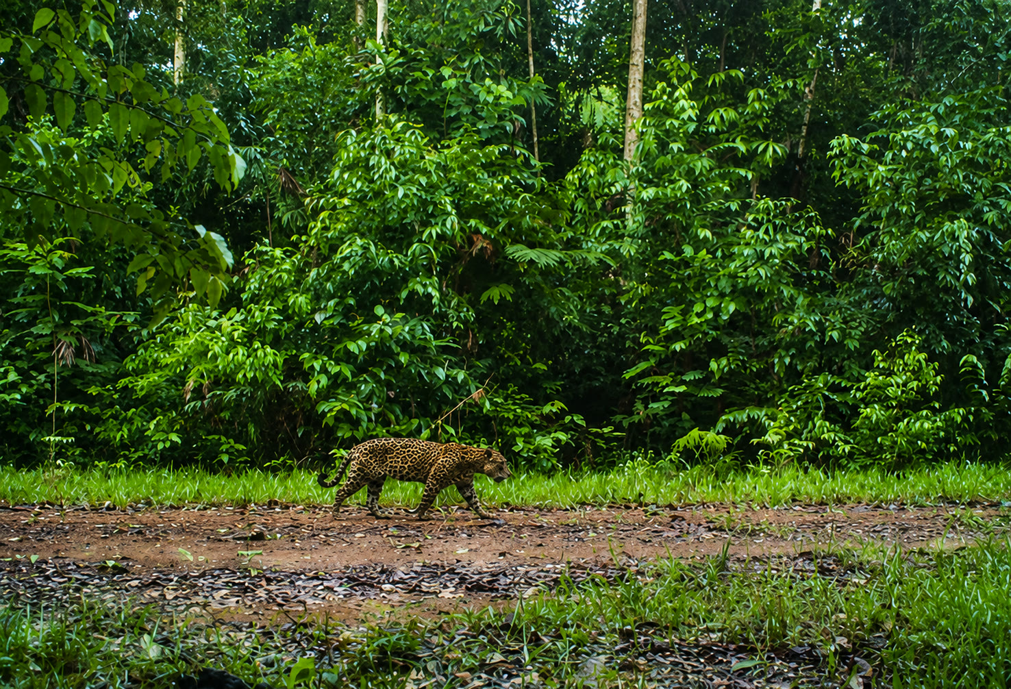 Onça-pintada caminhando, registrada por armadilha fotográfica na floresta da Manoa