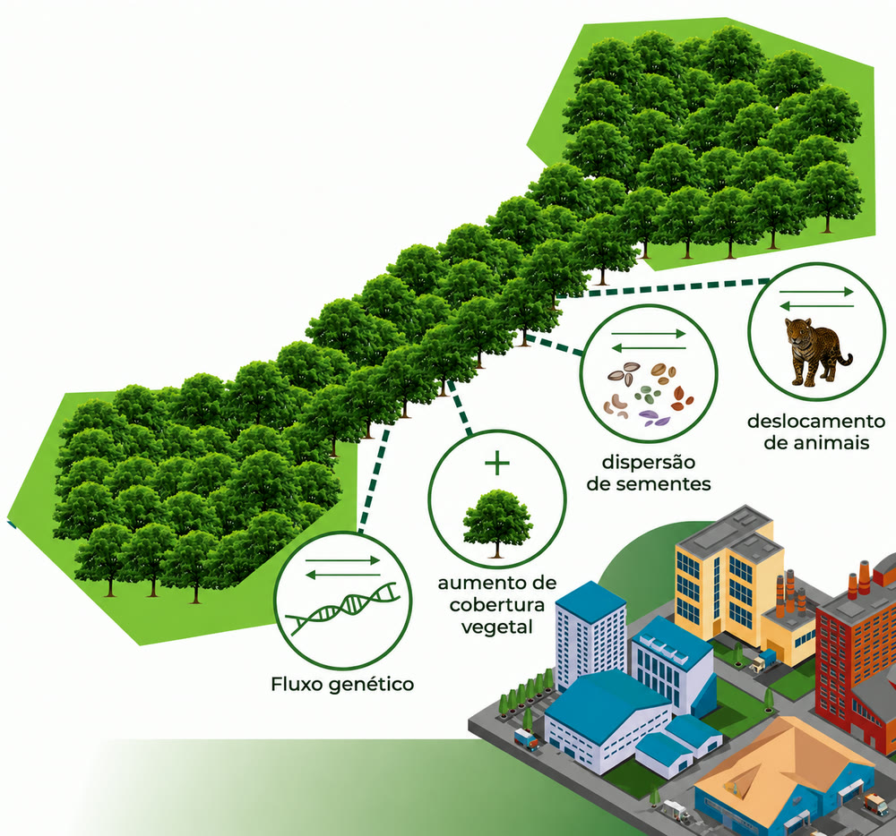Ilustração de um corredor ecológico ligando dois fragmentos de floresta: fluxo genético, aumento de cobertura vegetal, dispersão de sementes e deslocamento de animais