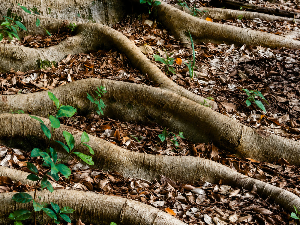 Raízes e mudas brotando entre a serapilheira no chão da floresta