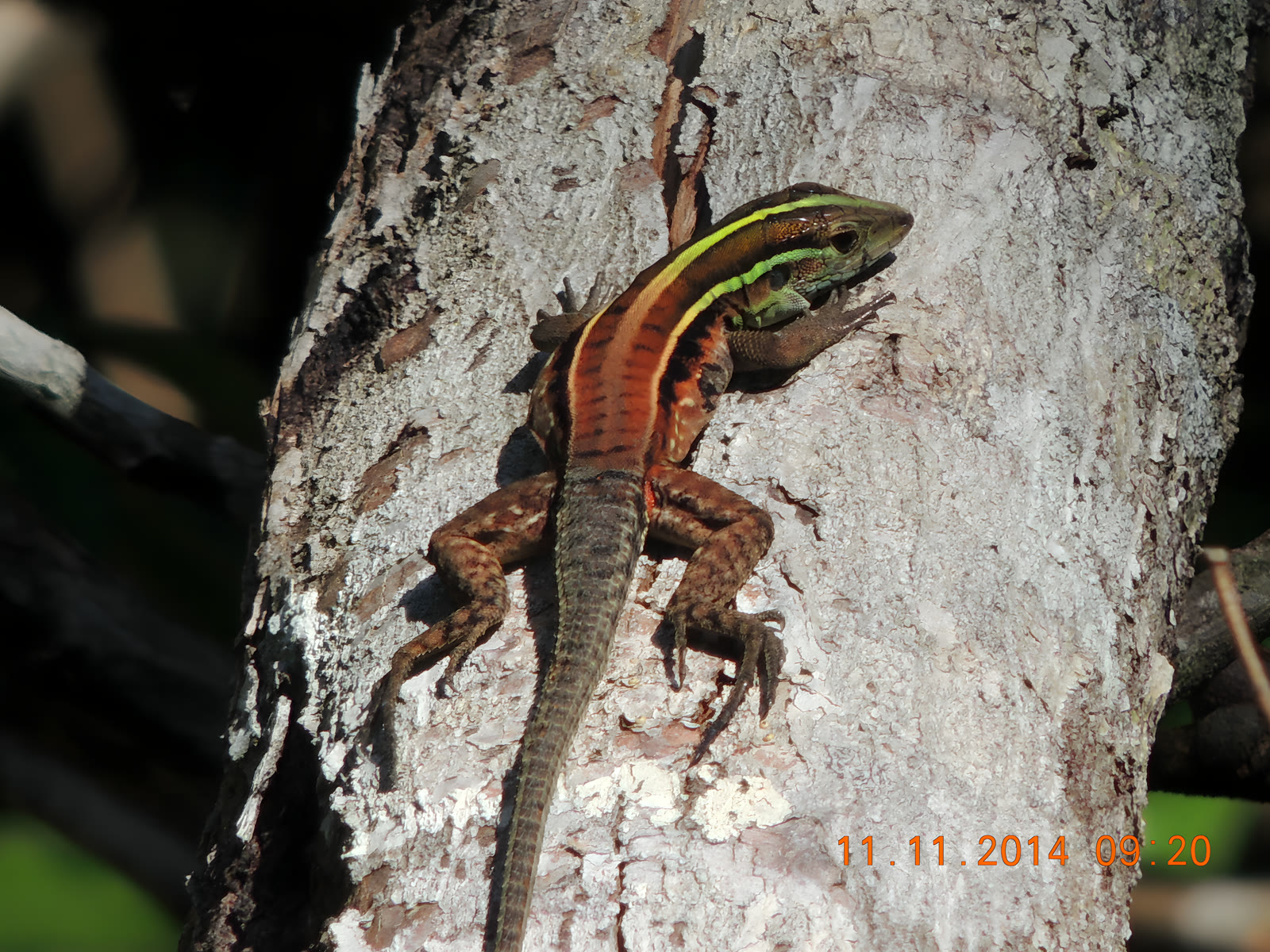 Lagarto