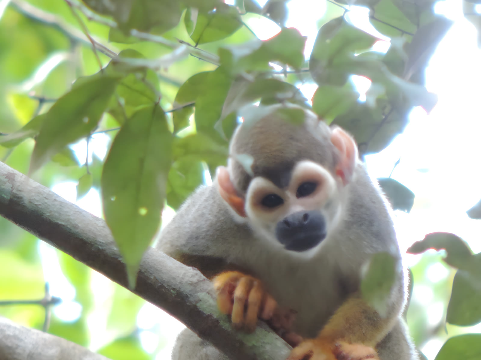 Macaco-de-cheiro