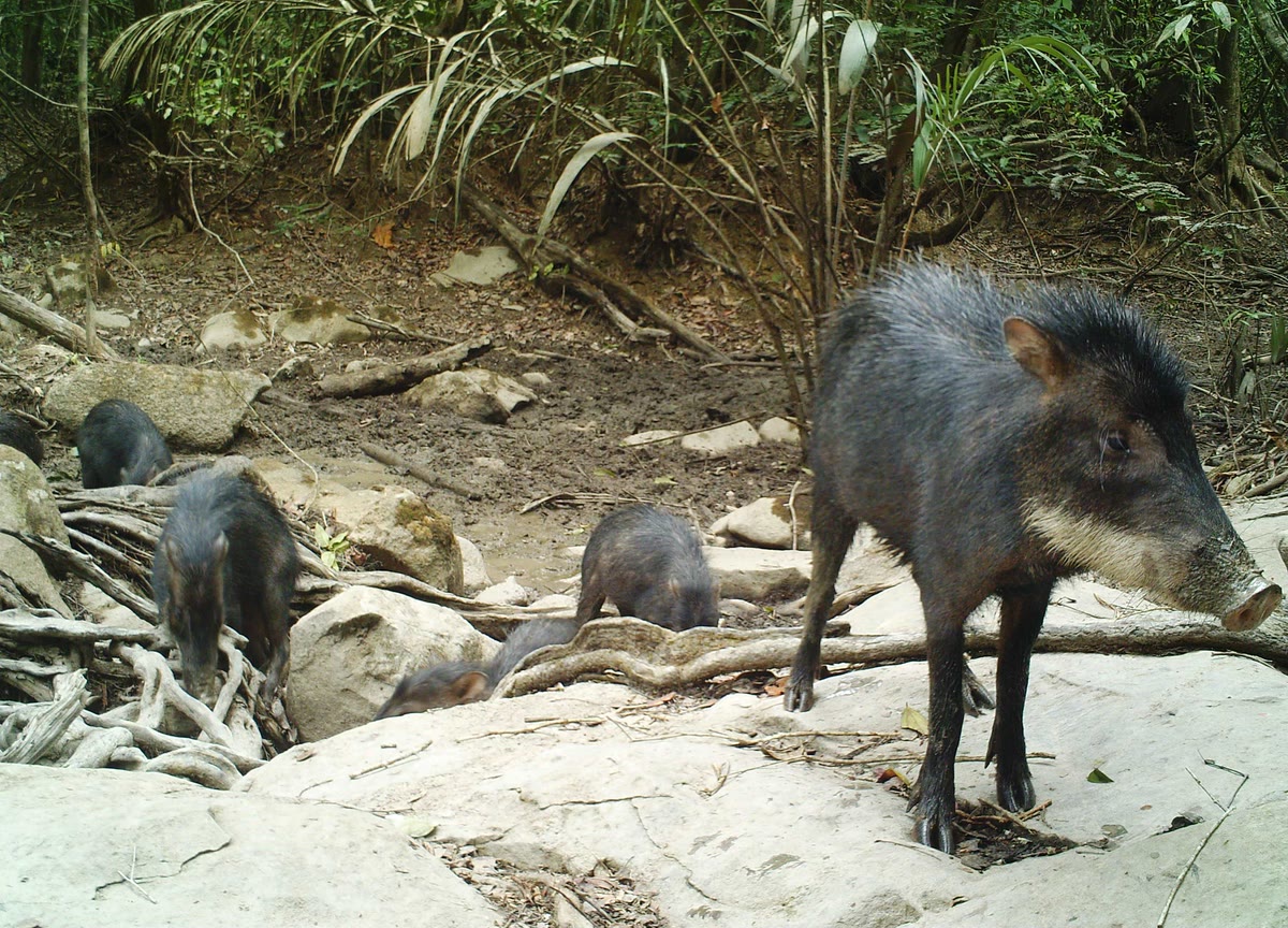 Queixada