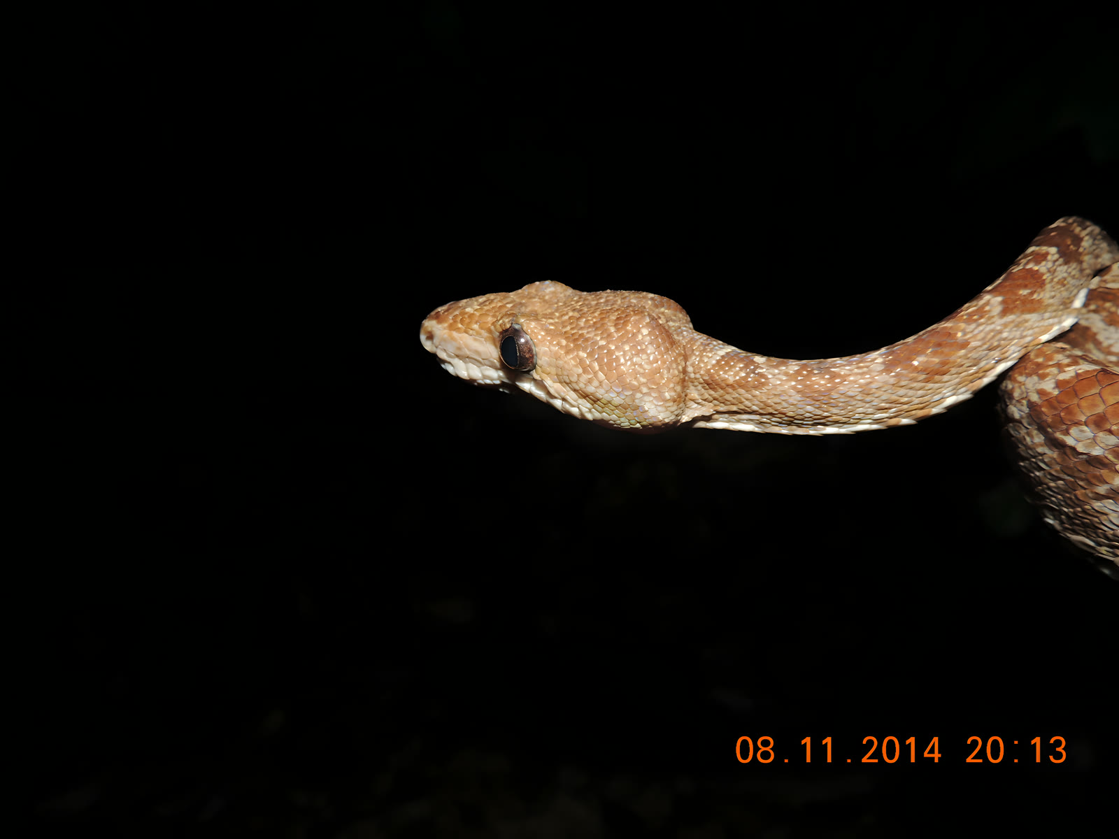 Serpente da mata