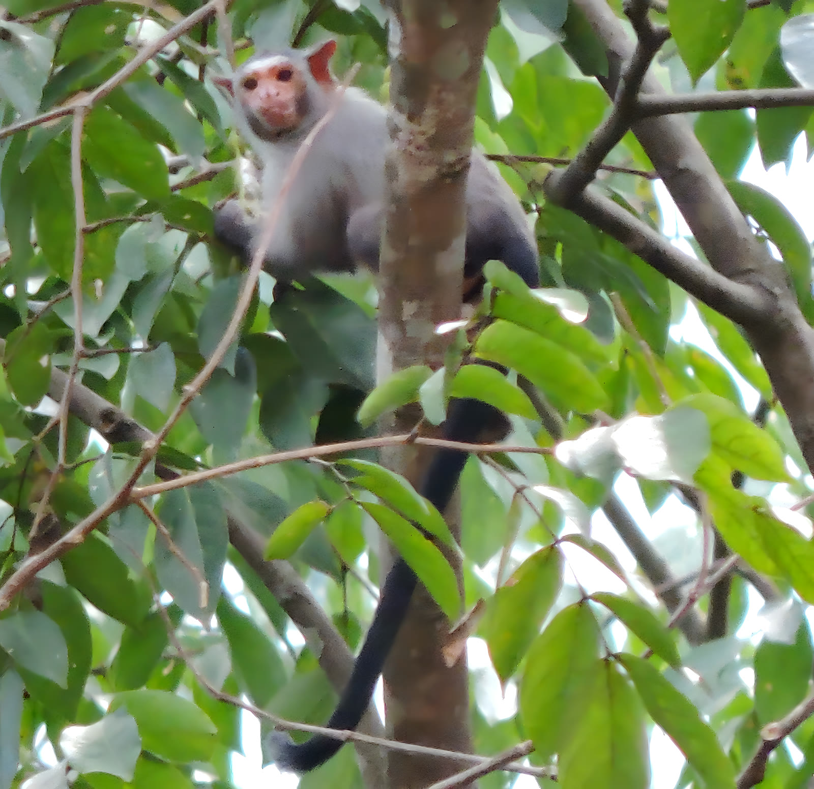 Sagui-de-rondônia