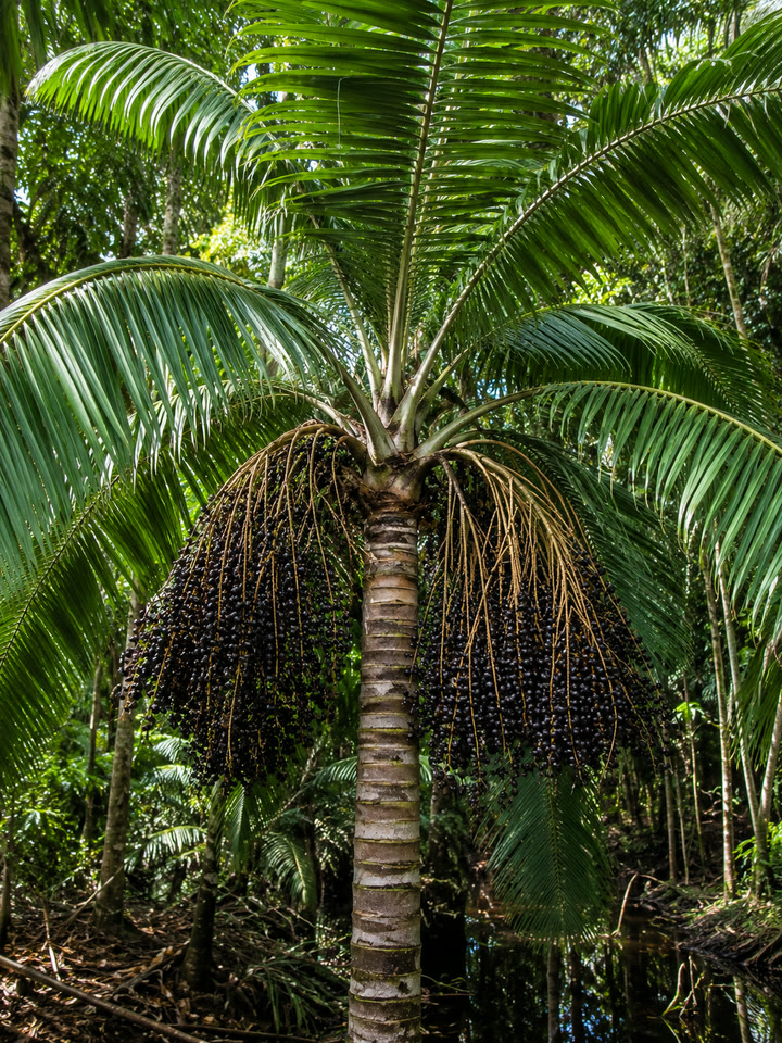 Açaí-do-amazonas