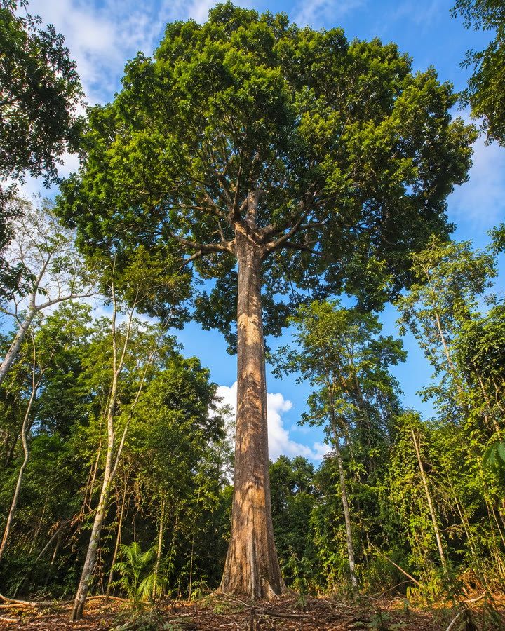 Castanheira