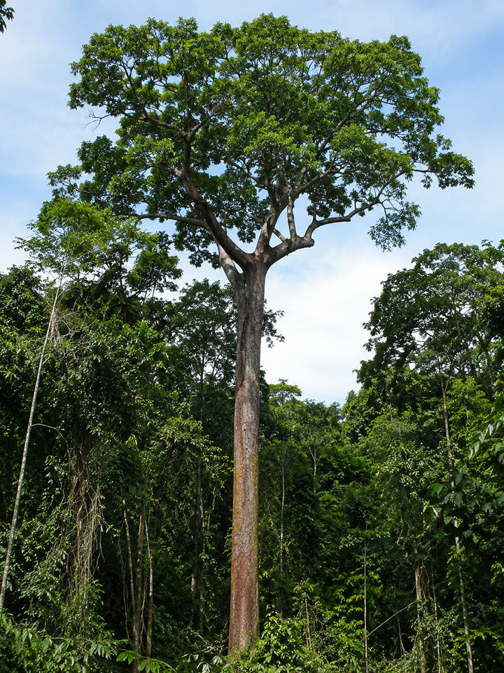 Cumaru