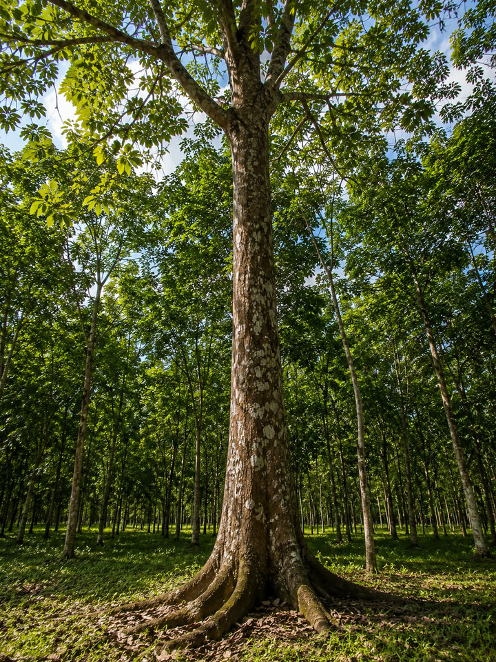 Seringueira