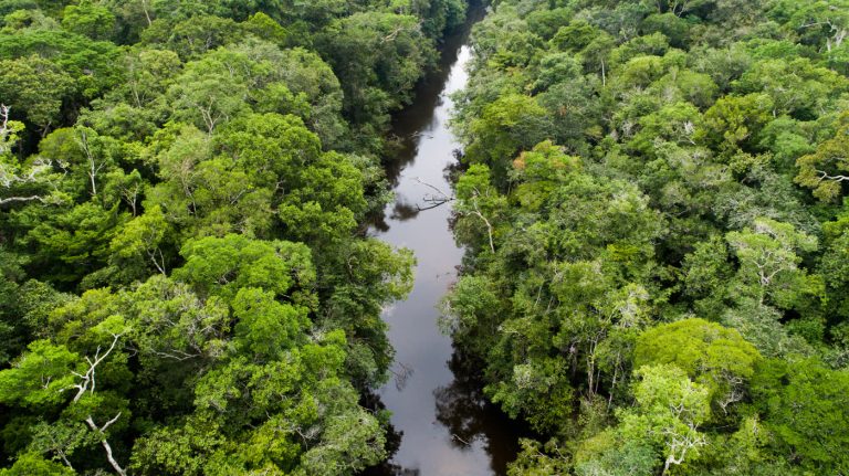 Vista aérea do rio na floresta preservada da Manoa